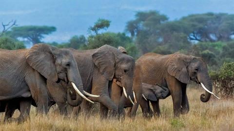 安博塞利国家公园里的非洲象群，肯尼亚 