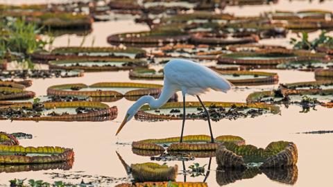 潘塔纳尔湿地的大白鹭，巴西 
