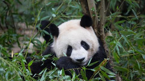 正在吃竹子的大熊猫，中国成都 