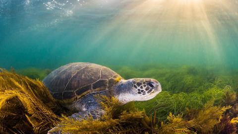 绿海龟，圣地亚哥，加利福尼亚，美国 