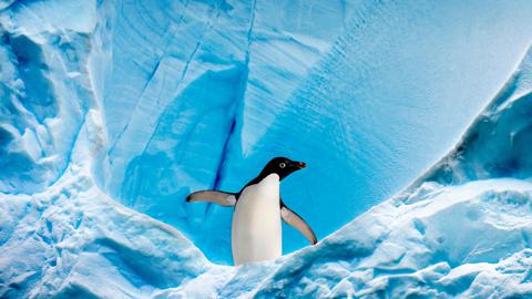 格雷厄姆海峡的阿德利企鹅，南极洲南极半岛 