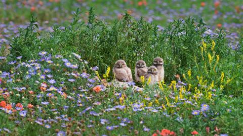 花丛中的小穴鸮们，美国科罗拉多州 