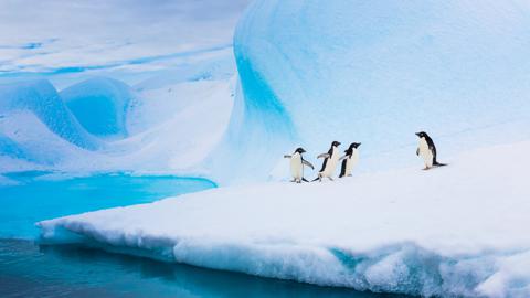 南极洲冰山上的阿德利企鹅 