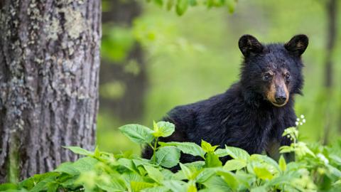 春天的美洲黑熊幼崽，仙纳度国家公园，弗吉尼亚州，美国 