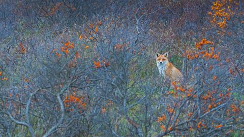 阿姆斯特丹供水沙丘自然保护区的赤狐，荷兰 